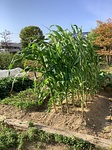 高齢者施設　櫻乃苑浜松富塚　家庭菜園